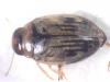 Hygrotus confluens